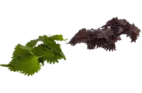 Mixed leaves (15 blaadjes-schaal)